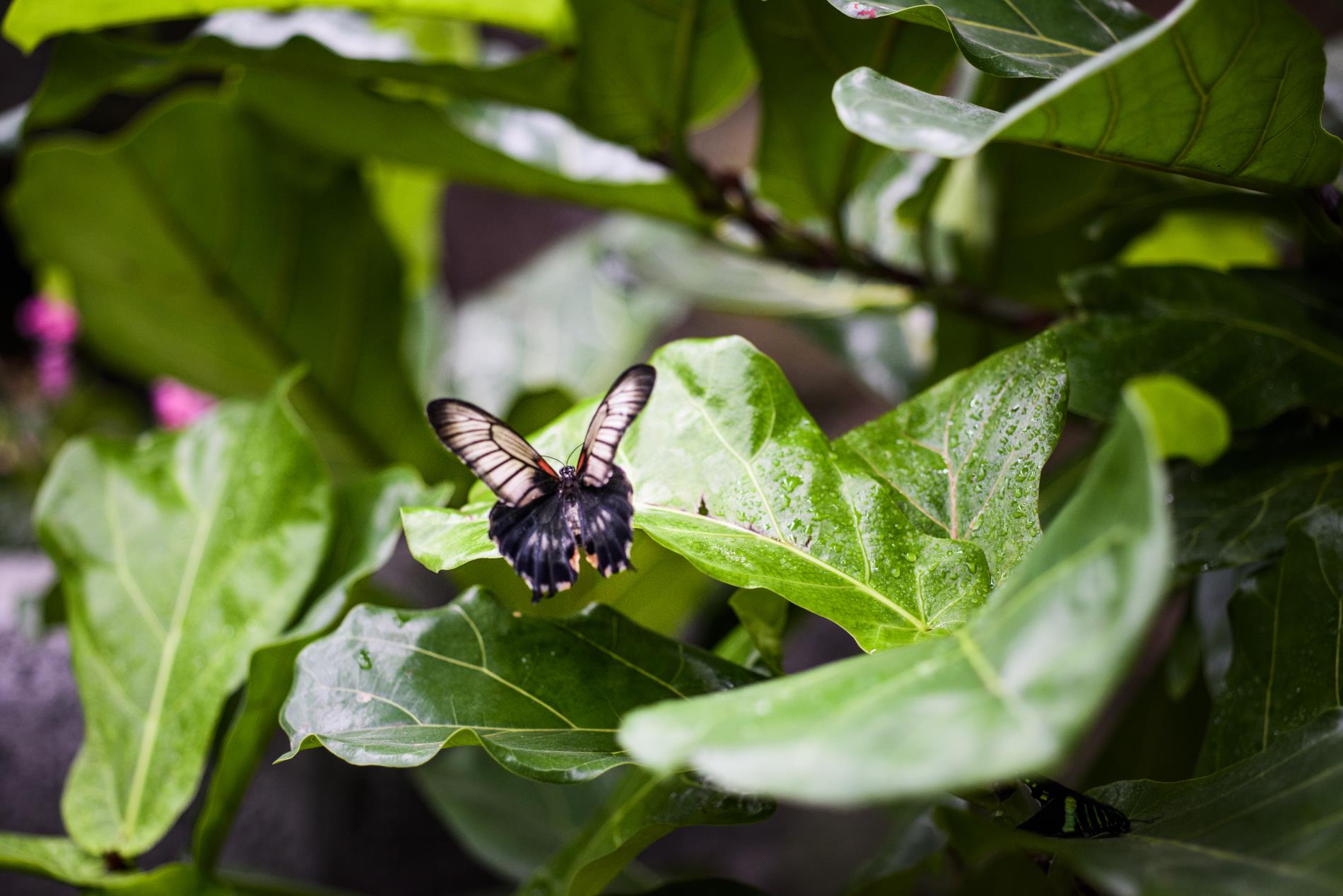 Fun in Prague. Papilonia butterfly house in Prague